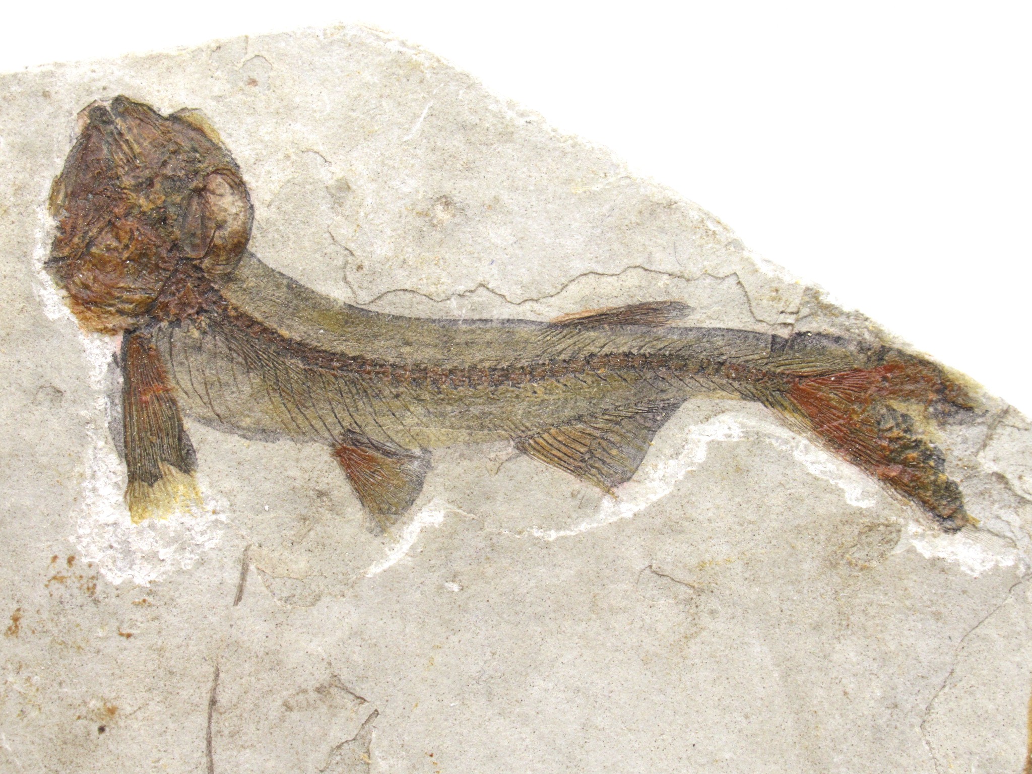 China Jurassic-Cretaceous Lycoptera Fish 22b | Fossils for Sale Genuine Jurassic to Cretaceous Age Lycoptera Fish Fossil for Sale from China #22b