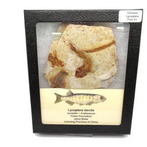 Genuine Jurassic to Cretaceous Age Lycoptera Fish Fossil for Sale from China #23
