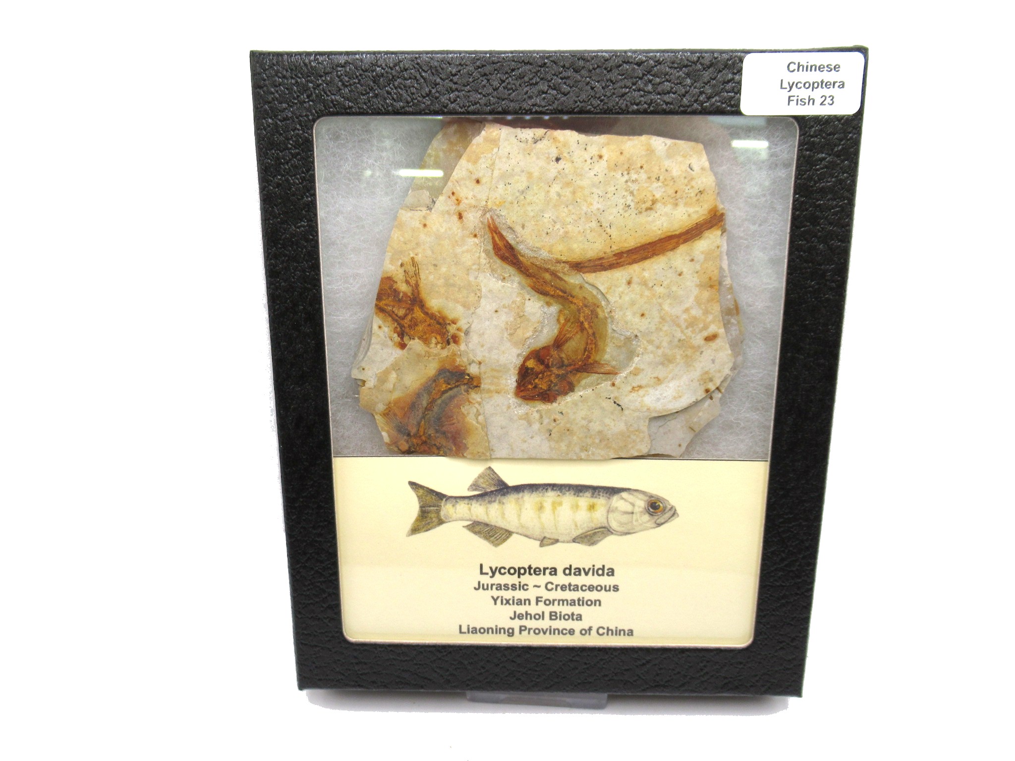 China Jurassic-Cretaceous Lycoptera Fish 23 | Fossils for Sale Genuine Jurassic to Cretaceous Age Lycoptera Fish Fossil for Sale from China #23