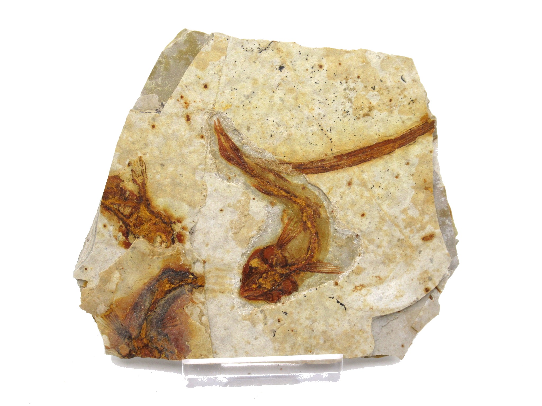 China Jurassic-Cretaceous Lycoptera Fish 23a | Fossils for Sale Genuine Jurassic to Cretaceous Age Lycoptera Fish Fossil for Sale from China #23a