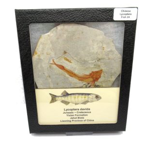 Genuine Jurassic to Cretaceous Age Lycoptera Fish Fossil for Sale from China #24