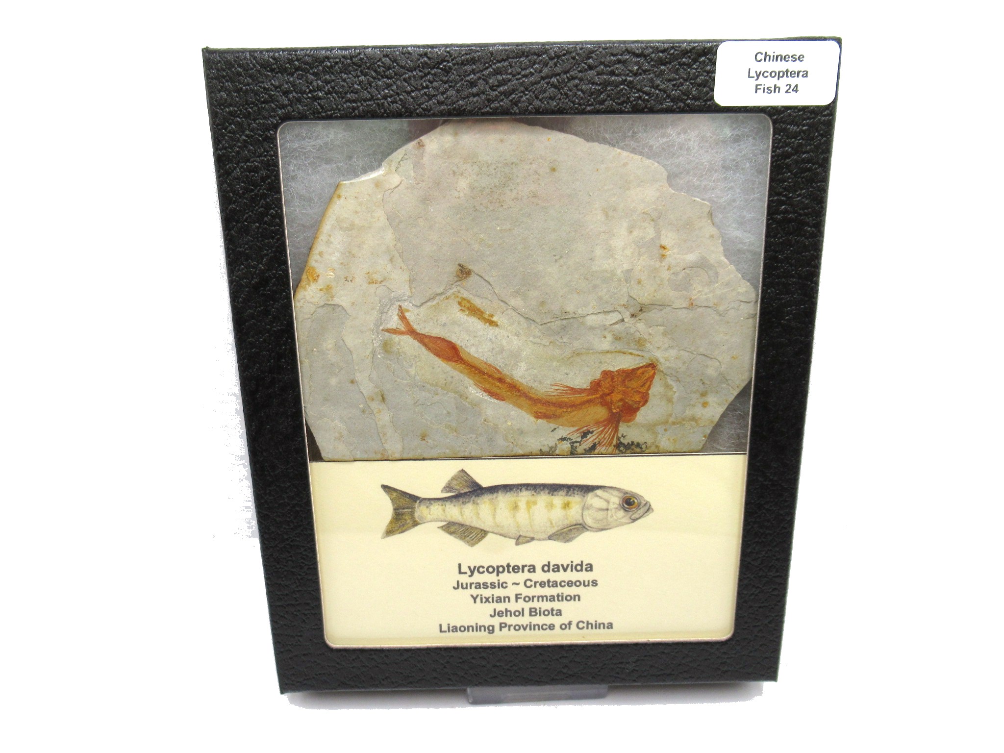 China Jurassic-Cretaceous Lycoptera Fish 24 | Fossils for Sale Genuine Jurassic to Cretaceous Age Lycoptera Fish Fossil for Sale from China #24