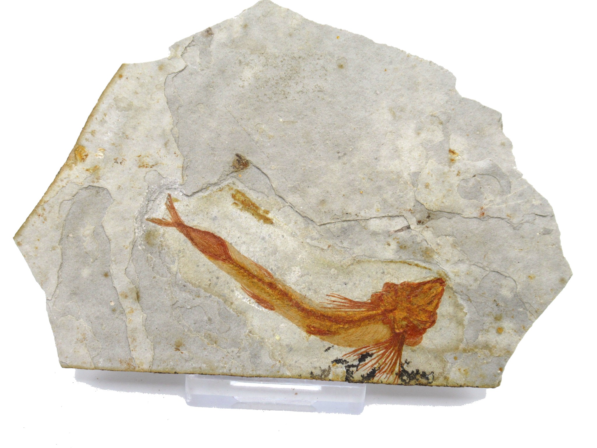 China Jurassic-Cretaceous Lycoptera Fish 24a | Fossils for Sale Genuine Jurassic to Cretaceous Age Lycoptera Fish Fossil for Sale from China #24a