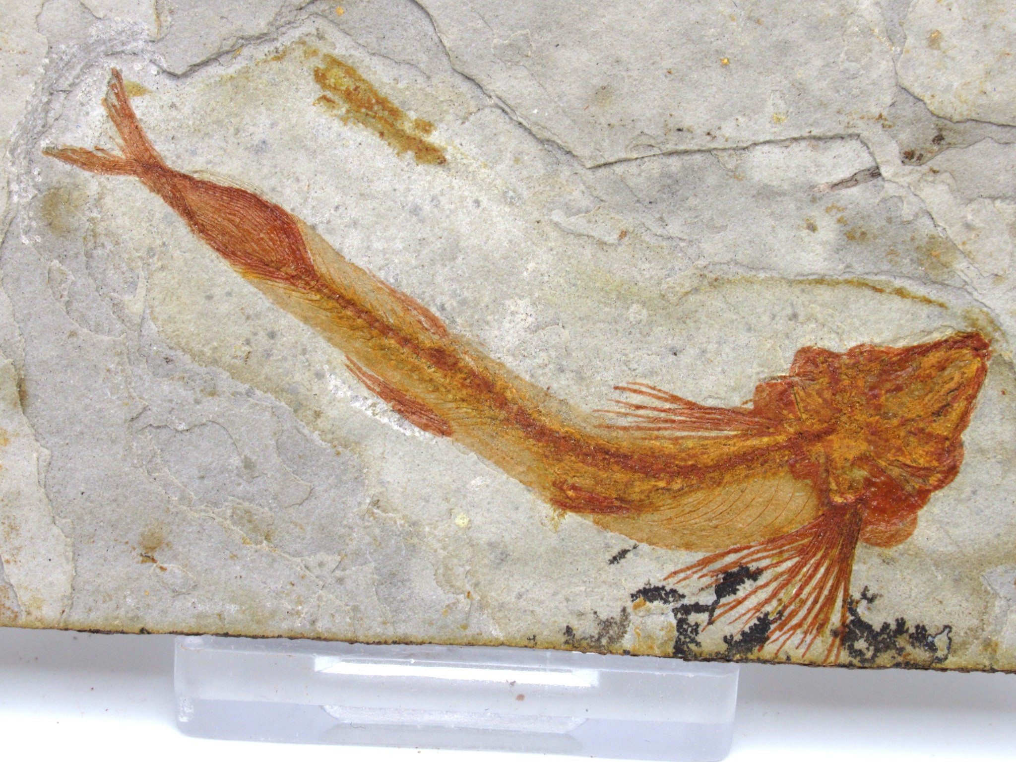 China Jurassic-Cretaceous Lycoptera Fish 24b | Fossils for Sale Genuine Jurassic to Cretaceous Age Lycoptera Fish Fossil for Sale from China #24b