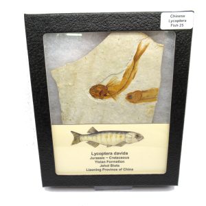Genuine Jurassic to Cretaceous Age Lycoptera Fish Fossil for Sale from China #25