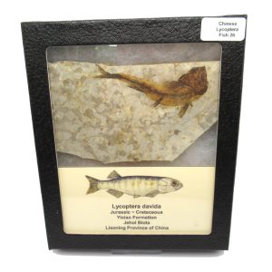 Genuine Jurassic to Cretaceous Age Lycoptera Fish Fossil for Sale from China #26