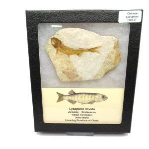 Genuine Jurassic to Cretaceous Age Lycoptera Fish Fossil for Sale from China #27