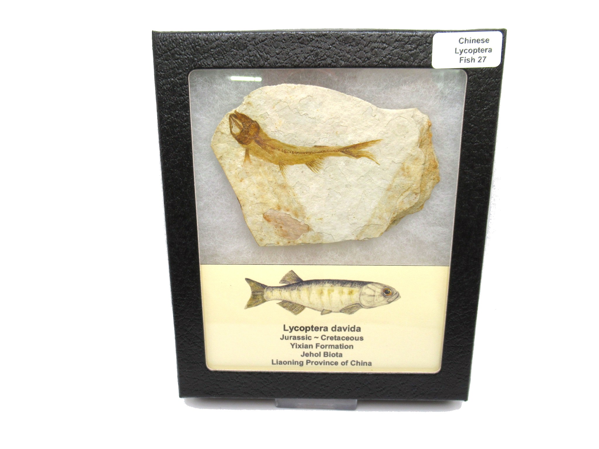 China Jurassic-Cretaceous Lycoptera Fish 27 | Fossils for Sale Genuine Jurassic to Cretaceous Age Lycoptera Fish Fossil for Sale from China #27