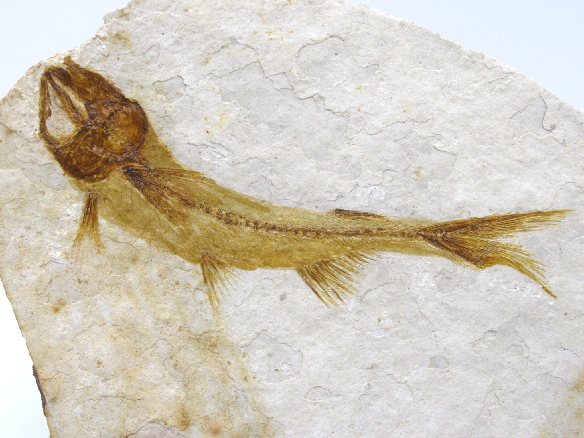 China Jurassic-Cretaceous Lycoptera Fish 27b | Fossils for Sale Genuine Jurassic to Cretaceous Age Lycoptera Fish Fossil for Sale from China #27b