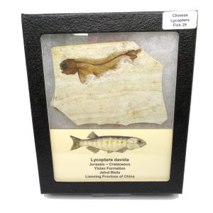 Genuine Jurassic to Cretaceous Age Lycoptera Fish Fossil for Sale from China #29