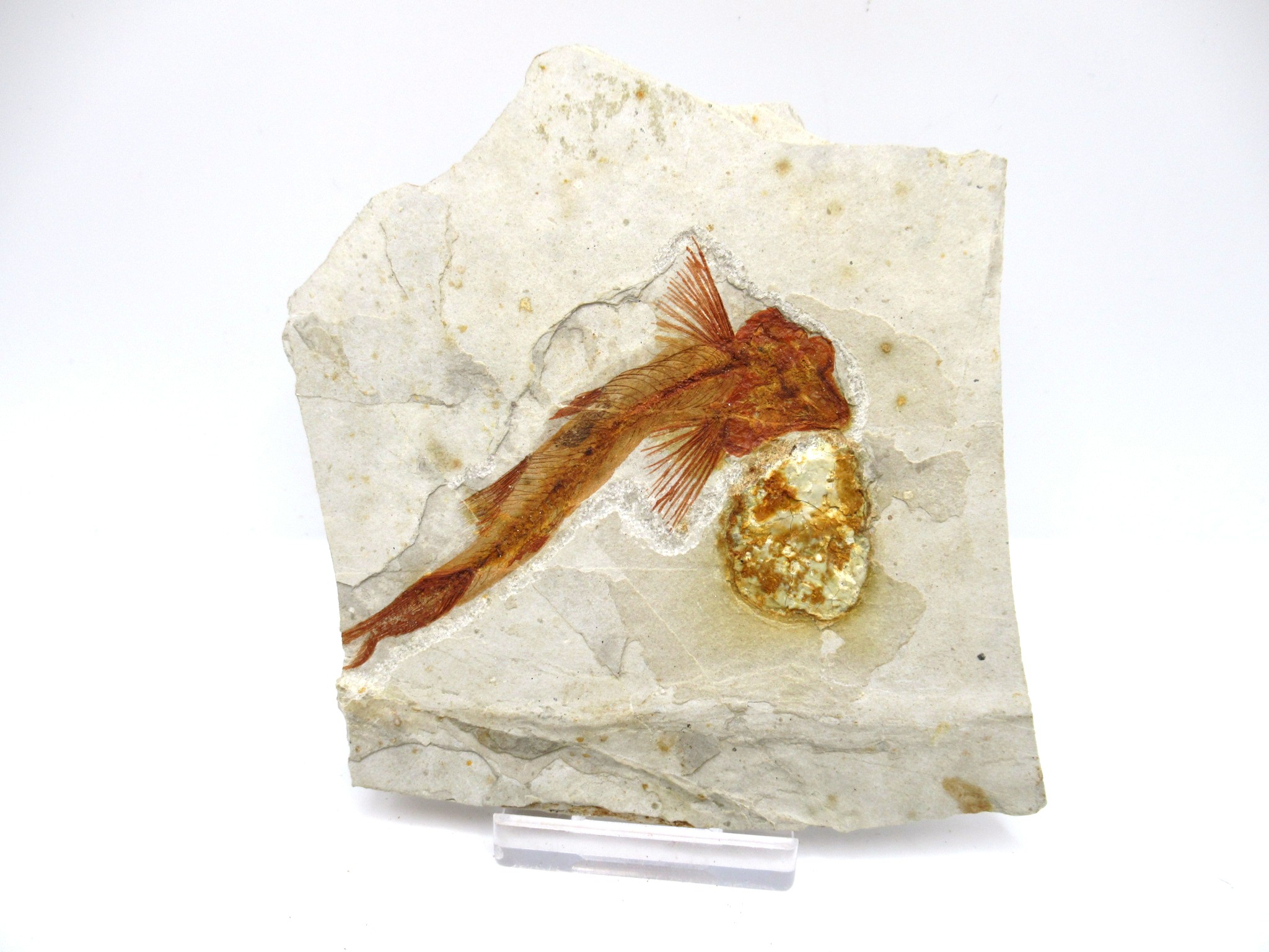 China Jurassic-Cretaceous Lycoptera Fish 30a | Fossils for Sale Genuine Jurassic to Cretaceous Age Lycoptera Fish Fossil for Sale from China #30a
