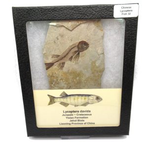 Genuine Jurassic to Cretaceous Age Lycoptera Fish Fossil for Sale from China #32