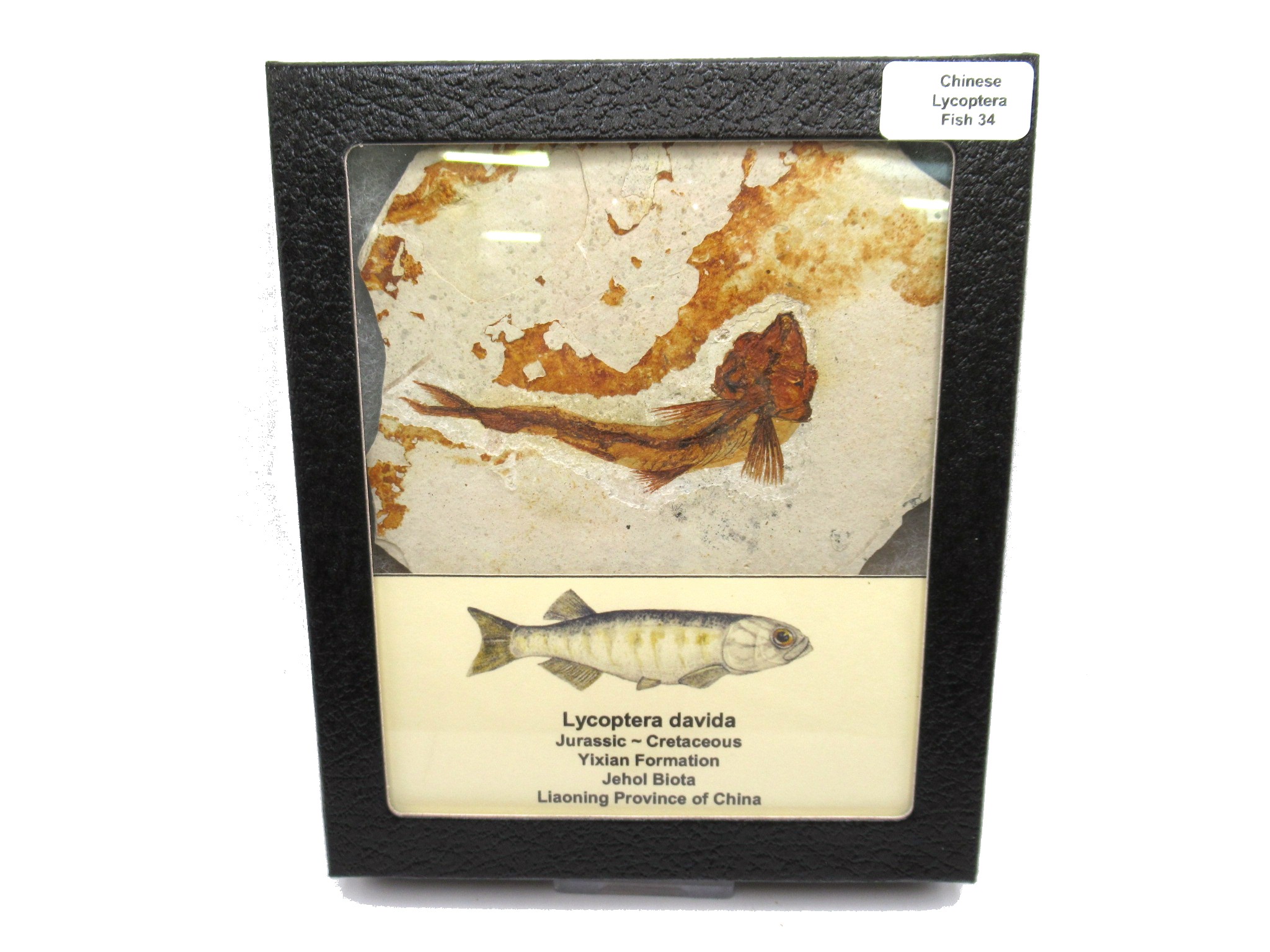 China Jurassic-Cretaceous Lycoptera Fish 34 | Fossils for Sale Genuine Jurassic to Cretaceous Age Lycoptera Fish Fossil for Sale from China #34