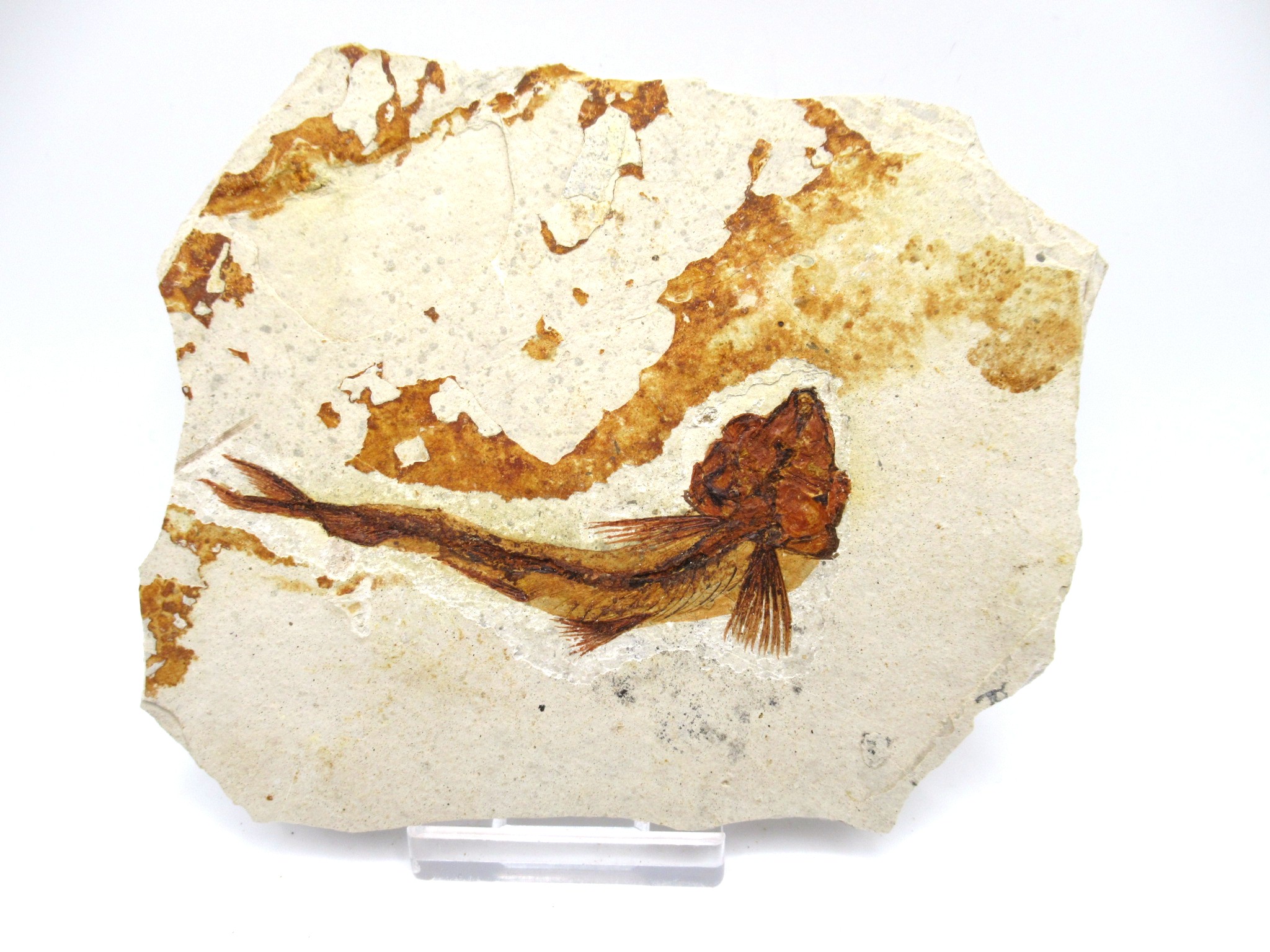 China Jurassic-Cretaceous Lycoptera Fish 34a | Fossils for Sale Genuine Jurassic to Cretaceous Age Lycoptera Fish Fossil for Sale from China #34a