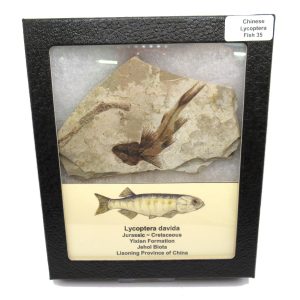 Genuine Jurassic to Cretaceous Age Lycoptera Fish Fossil for Sale from China #35