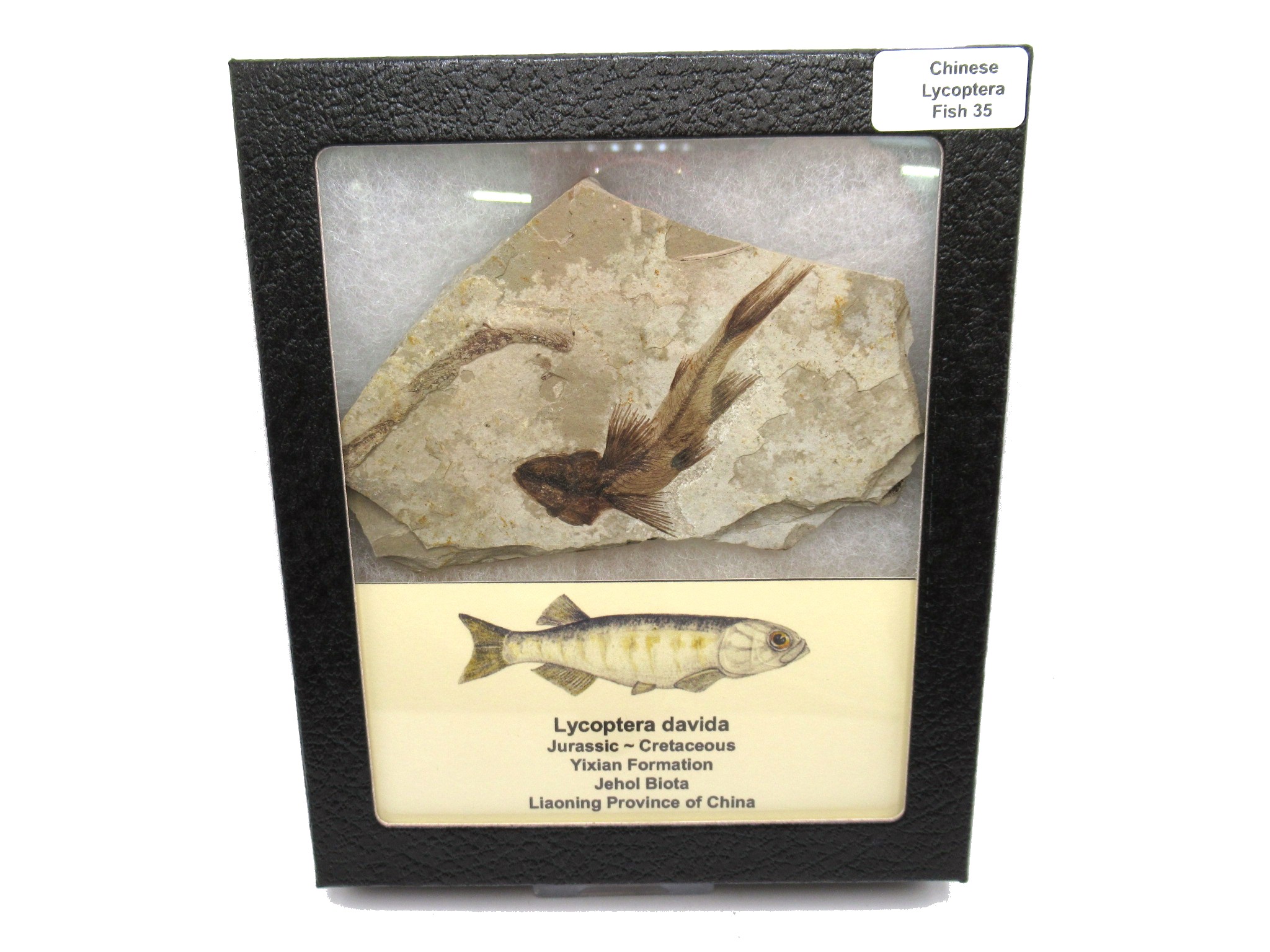 China Jurassic-Cretaceous Lycoptera Fish 35 | Fossils for Sale Genuine Jurassic to Cretaceous Age Lycoptera Fish Fossil for Sale from China #35
