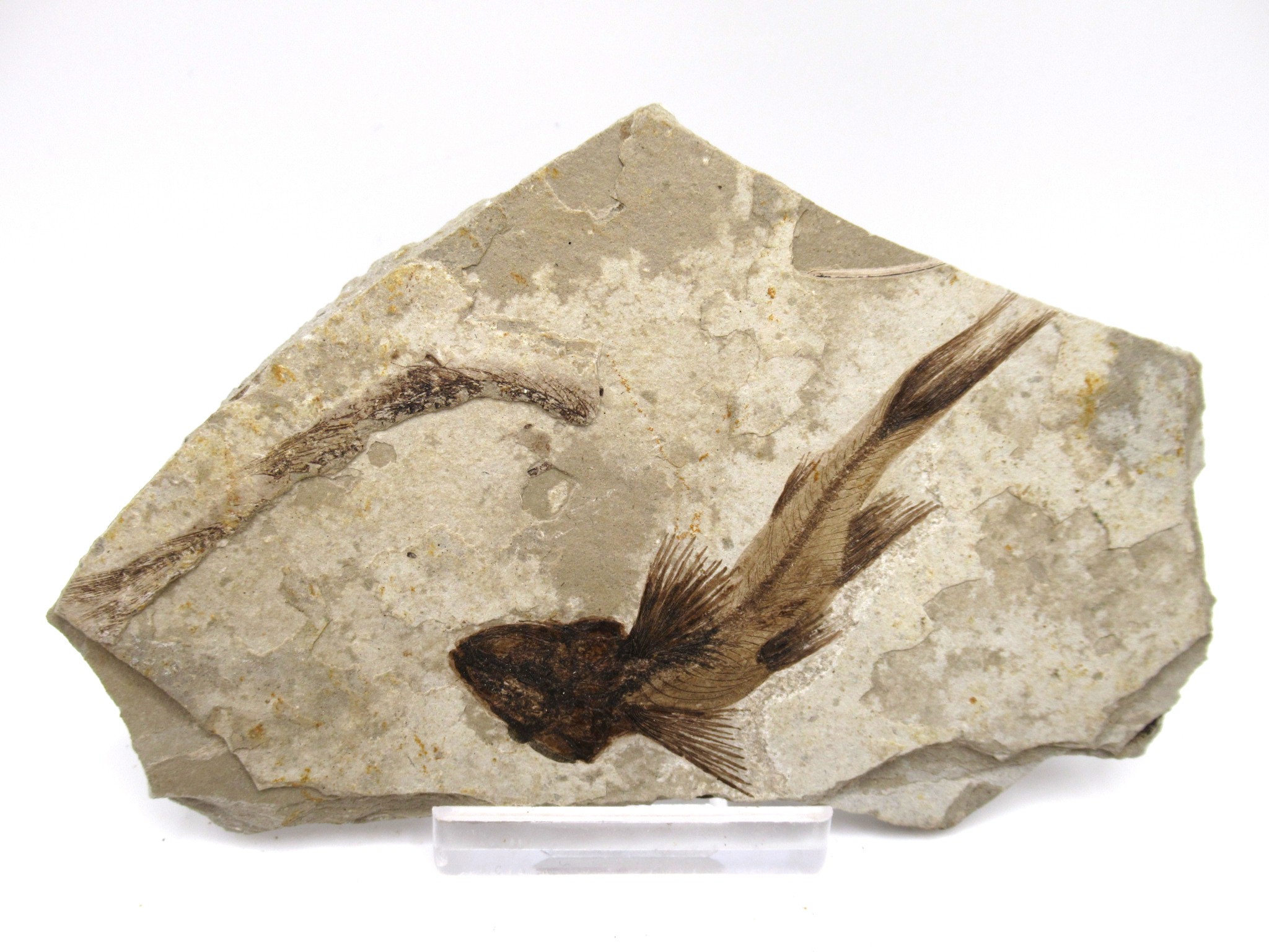 China Jurassic-Cretaceous Lycoptera Fish 35a | Fossils for Sale Genuine Jurassic to Cretaceous Age Lycoptera Fish Fossil for Sale from China #35a