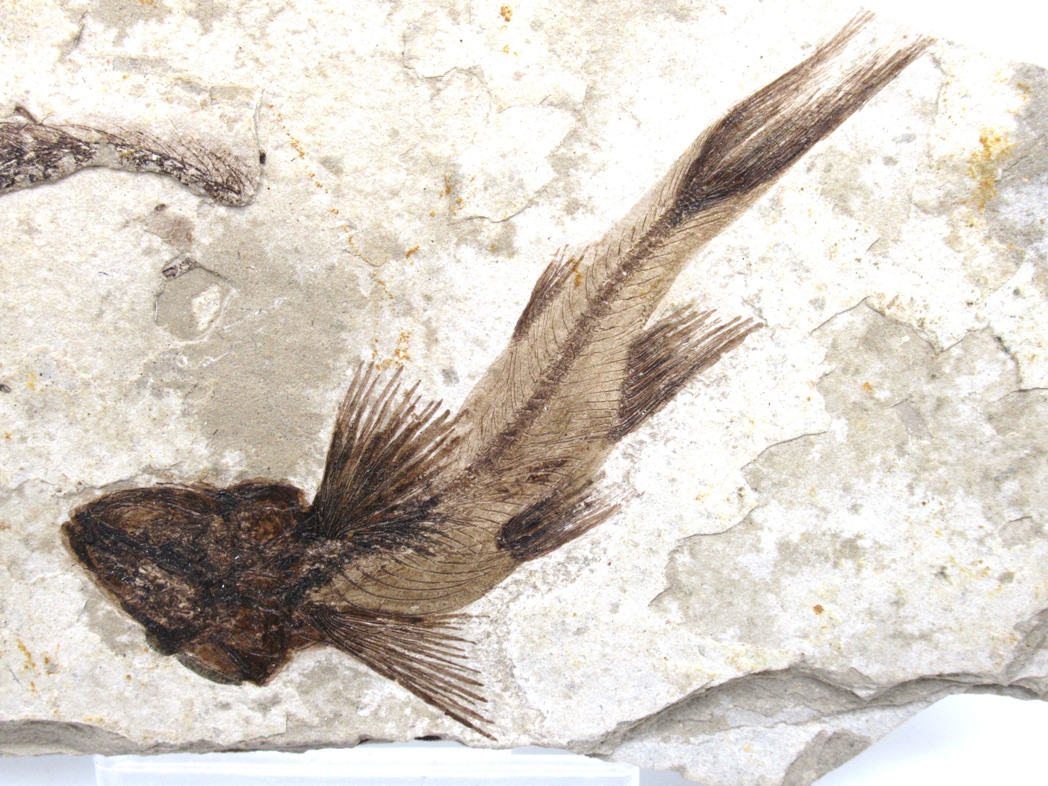 China Jurassic-Cretaceous Lycoptera Fish 35b | Fossils for Sale Genuine Jurassic to Cretaceous Age Lycoptera Fish Fossil for Sale from China #35b