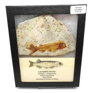 Genuine Jurassic to Cretaceous Age Lycoptera Fish Fossil for Sale from China #36