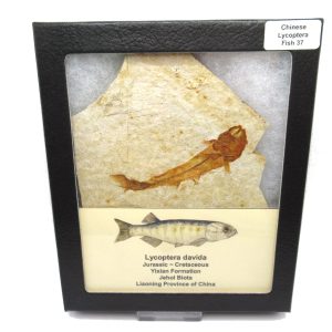 Genuine Jurassic to Cretaceous Age Lycoptera Fish Fossil for Sale from China #37