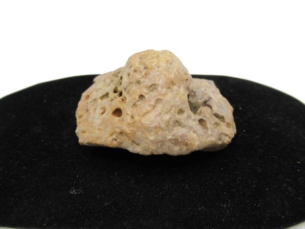 Genuine Miocene Age Fossil Alligator Scute from Florida for Sale #14b