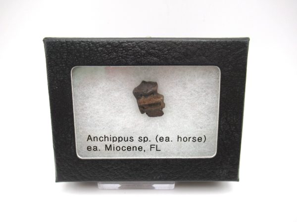 Genuine Miocene Age Anchippus 3-Toed Horse from Florida for Sale #1