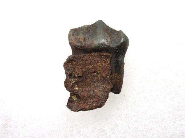 Genuine Miocene Age Anchippus 3-Toed Horse from Florida for Sale #1b