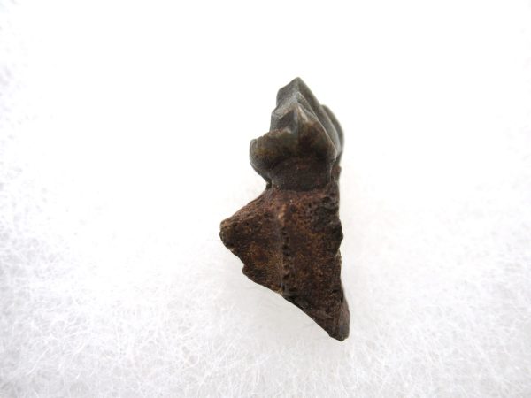 Genuine Miocene Age Anchippus 3-Toed Horse from Florida for Sale #1c