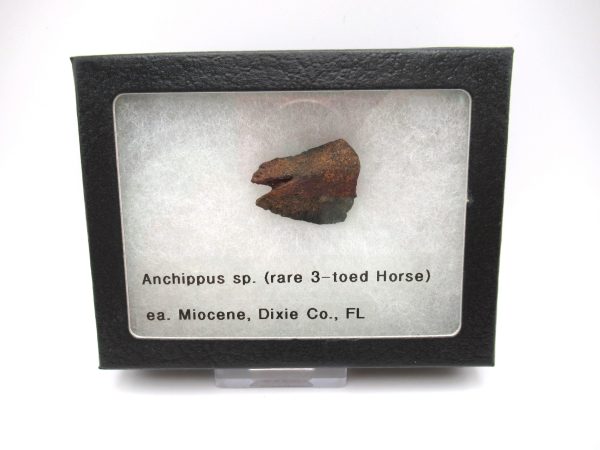 Genuine Miocene Age Anchippus 3-Toed Horse from Florida for Sale #2