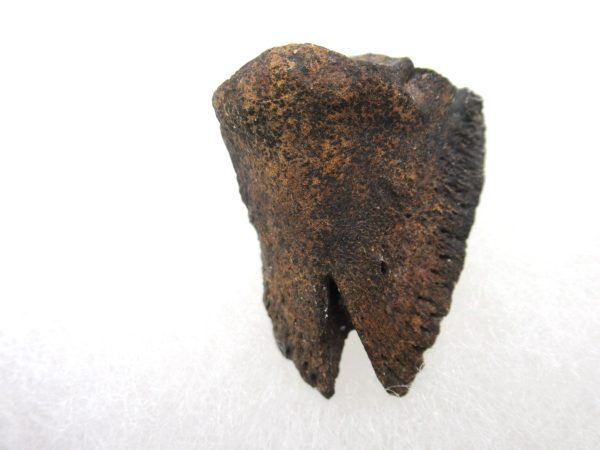 Genuine Miocene Age Anchippus 3-Toed Horse from Florida for Sale #2a