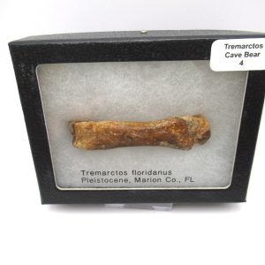 Genuine Pleistocene Age Tremarctos Cave Bear Bone from Florida for Sale #1