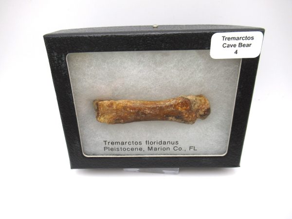 Genuine Pleistocene Age Tremarctos Cave Bear Bone from Florida for Sale #1