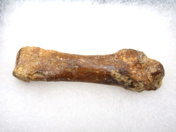 Genuine Pleistocene Age Tremarctos Cave Bear Bone from Florida for Sale #4a