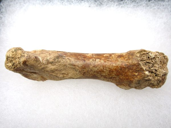 Genuine Pleistocene Age Tremarctos Cave Bear Bone from Florida for Sale #4b