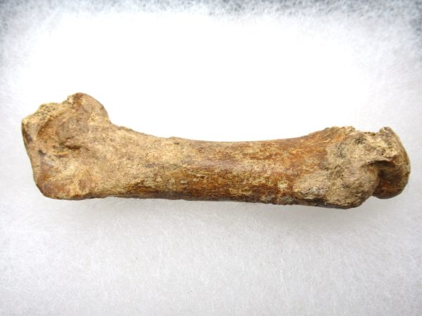 Genuine Pleistocene Age Tremarctos Cave Bear Bone from Florida for Sale #4c