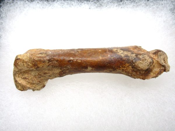 Genuine Pleistocene Age Tremarctos Cave Bear Bone from Florida for Sale #4d