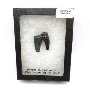 Genuine Pleistocene Age Tremarctos Cave Bear Bone from Florida for Sale #3