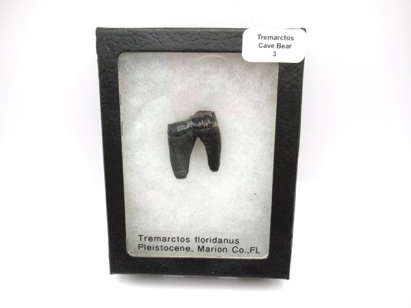 Genuine Pleistocene Age Tremarctos Cave Bear Bone from Florida for Sale #3