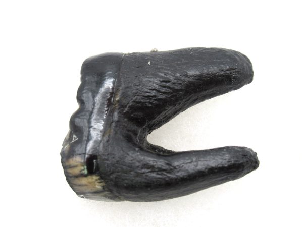 Genuine Pleistocene Age Tremarctos Cave Bear Bone from Florida for Sale #3a