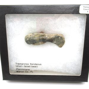 Genuine Pleistocene Age Tremarctos Cave Bear Bone from Florida for Sale #6