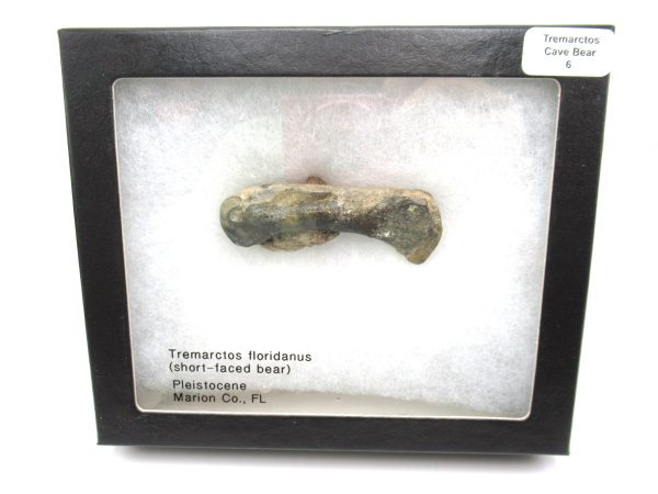 Genuine Pleistocene Age Tremarctos Cave Bear Bone from Florida for Sale #6