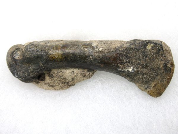 Genuine Pleistocene Age Tremarctos Cave Bear Bone from Florida for Sale #6a