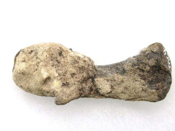 Genuine Pleistocene Age Tremarctos Cave Bear Bone from Florida for Sale #6b