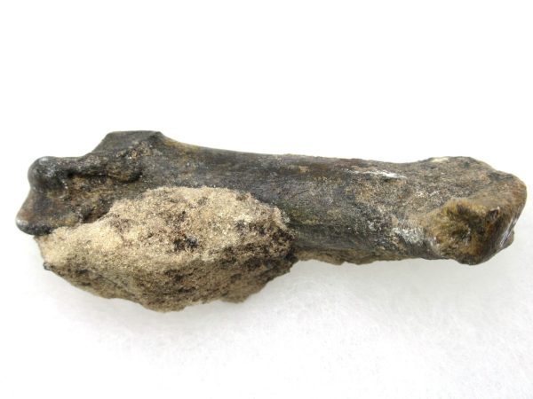 Genuine Pleistocene Age Tremarctos Cave Bear Bone from Florida for Sale #6c