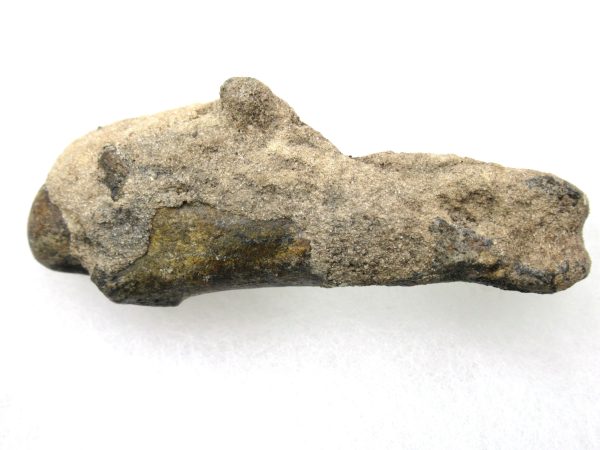 Genuine Pleistocene Age Tremarctos Cave Bear Bone from Florida for Sale #6d