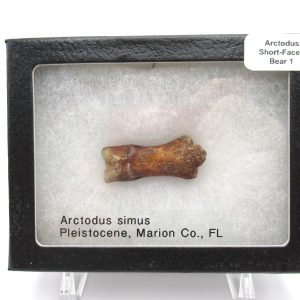 Genuine Pleistocene Age Arctodus Short Faced Bear from Florida for Sale #1