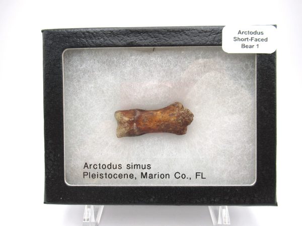 Genuine Pleistocene Age Arctodus Short Faced Bear from Florida for Sale #1