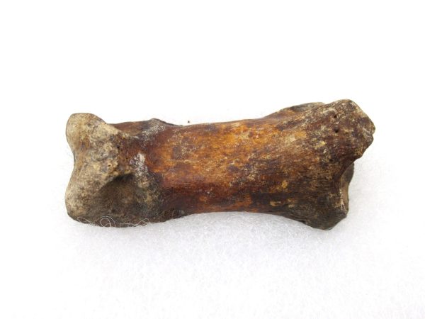 Genuine Pleistocene Age Arctodus Short Faced Bear from Florida for Sale #1a