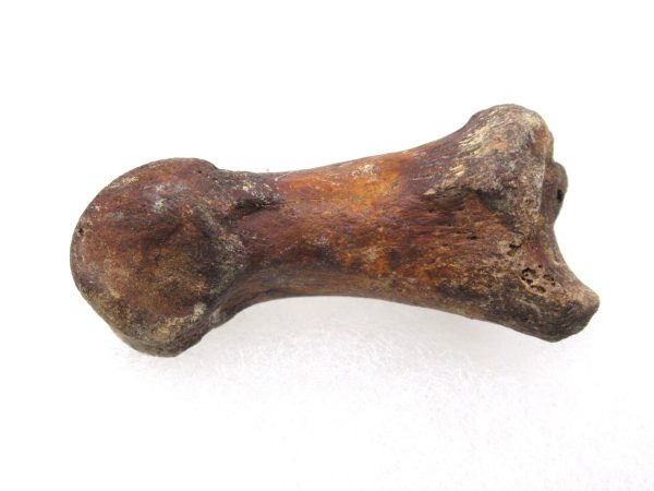 Genuine Pleistocene Age Arctodus Short Faced Bear from Florida for Sale #1c