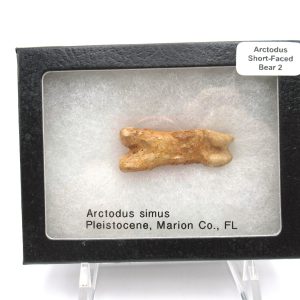 Genuine Pleistocene Age Arctodus Short Faced Bear from Florida for Sale #2